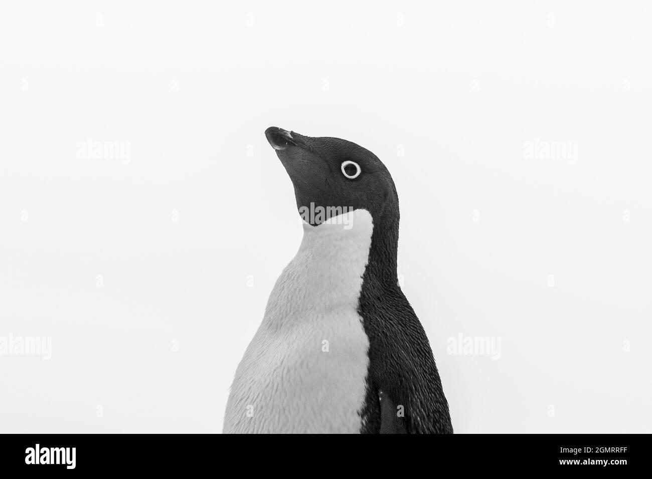 Adelie Penguin, Pygoscelis adeliae, Paulet Island, Antartica. Stock Photo