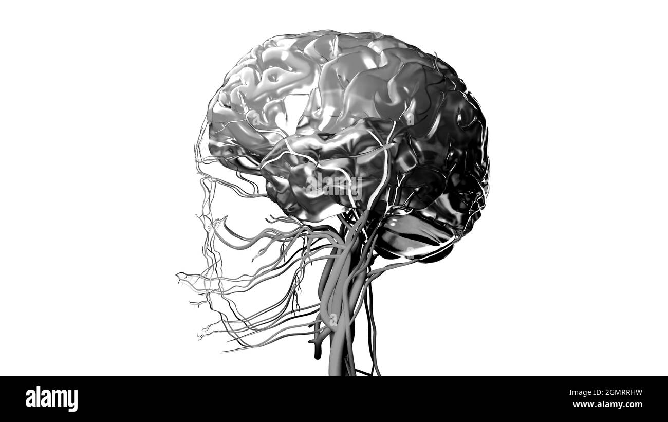 Brain anatomy Black and White Stock Photos & Images - Alamy