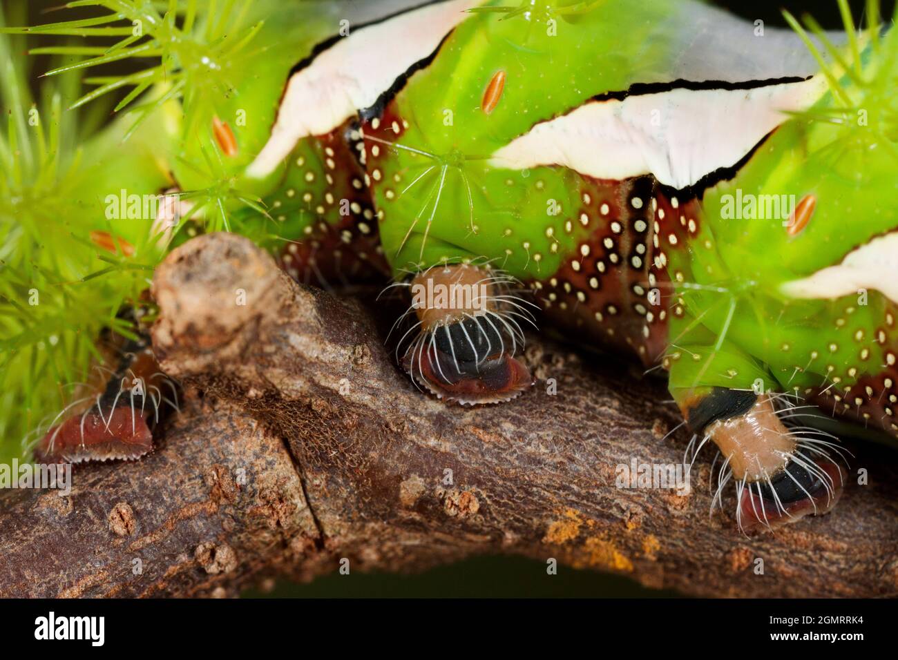 Saturniidae Moth Caterpillar High Resolution Stock Photography and ...
