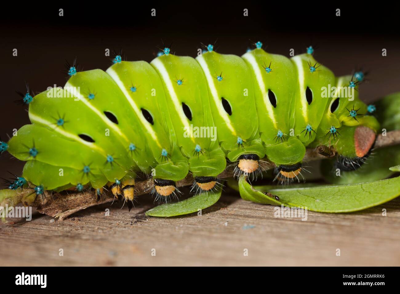 Saturniid Moth Caterpillar Stock Photo Alamy