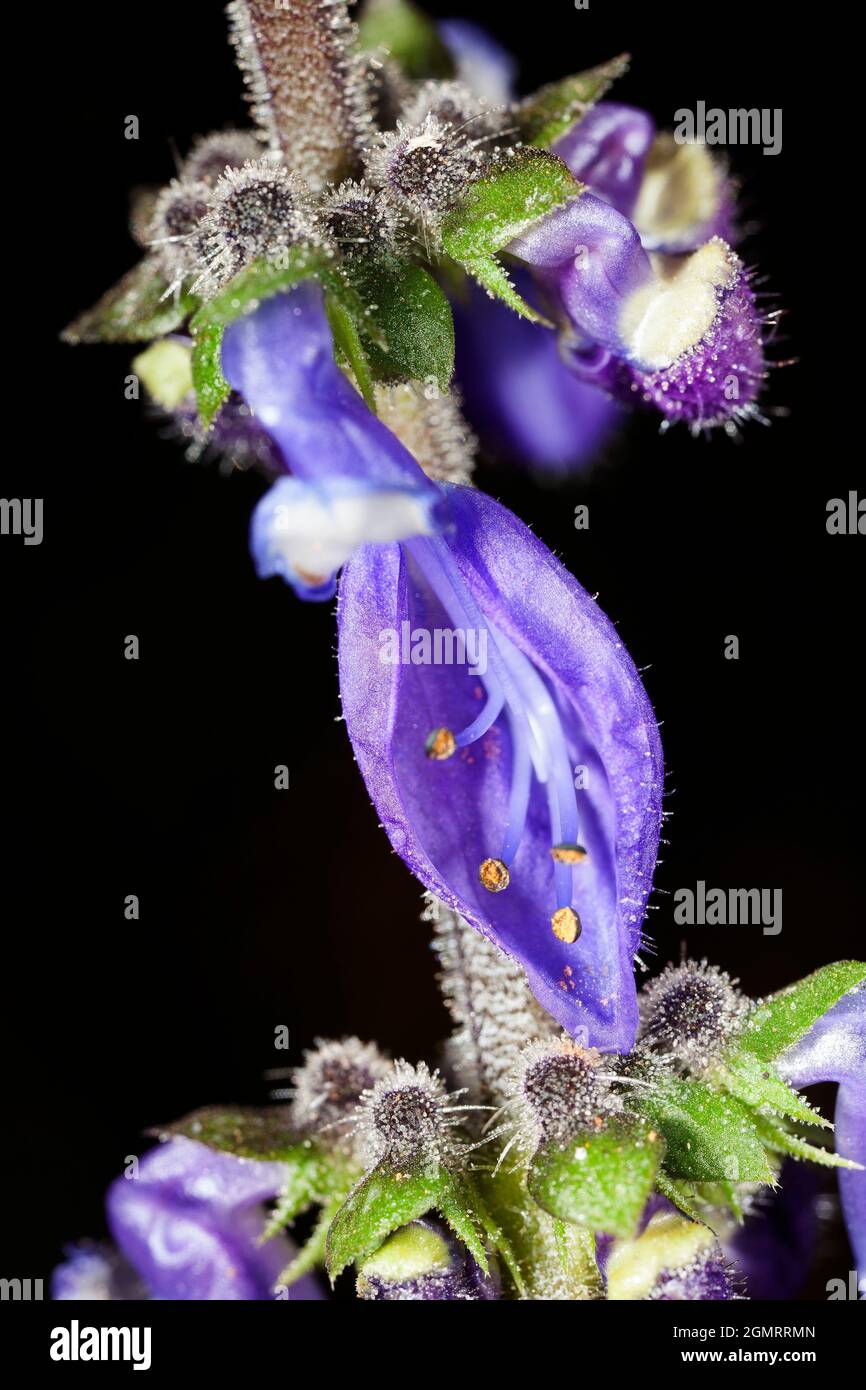 Plectranthus barbatus flowers Stock Photo