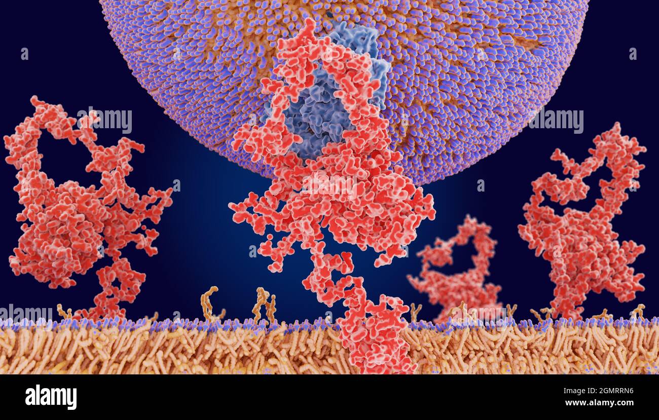 LDL particle binding to a receptor, illustration Stock Photo