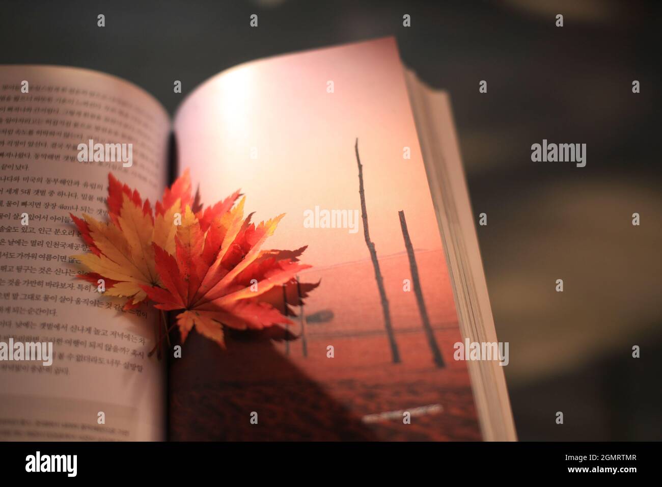 Open book with some red fall maple leaves inside isolated on a blurred ...