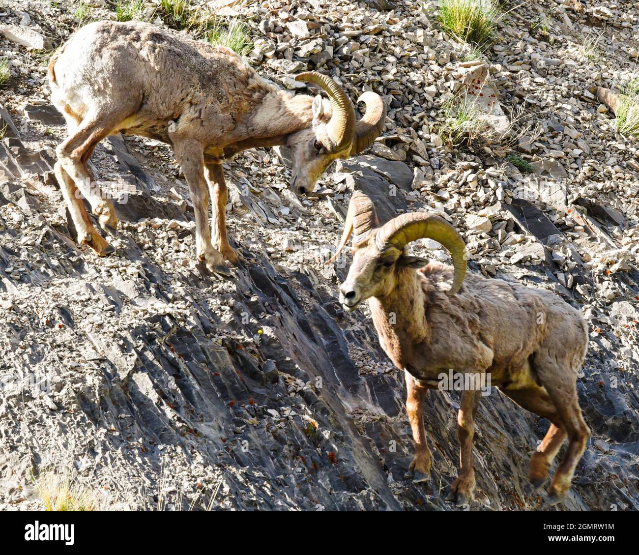Two bighorn sheep rams on the rocky area under the sunlight Stock Photo ...