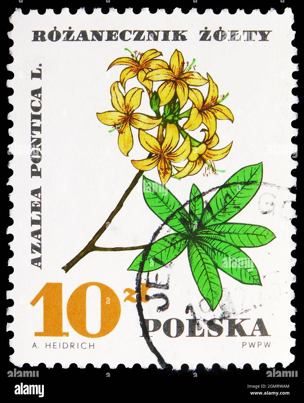 MOSCOW, RUSSIA - NOVEMBER 6, 2019: Postage stamp printed in Poland shows Azalea pontica, Medicinal Plants serie, 10 gr - Polish grosz, circa 1967 Stock Photo