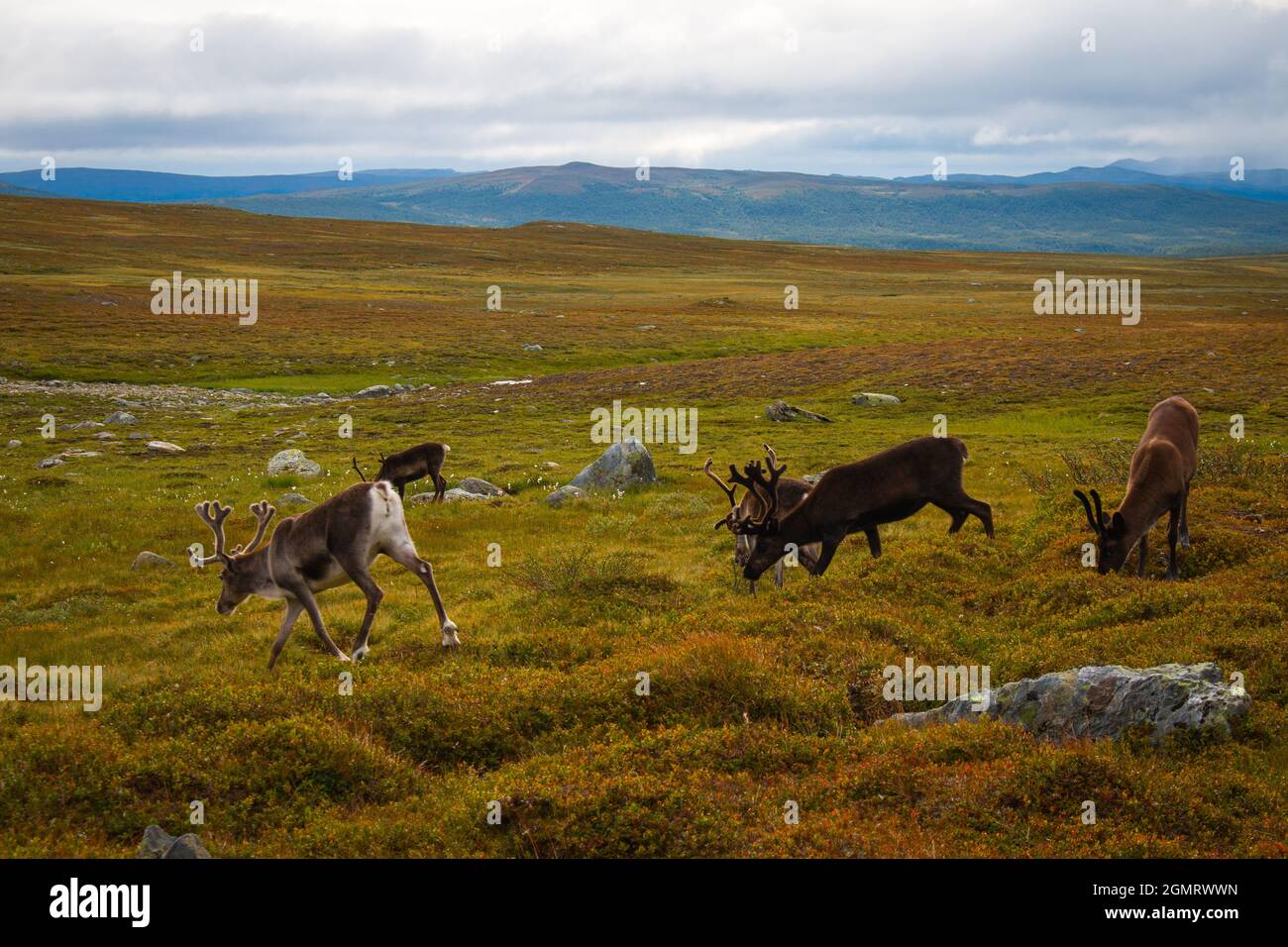 Reindeers in Swedish Lapland along Kungsleden trail between Hemavan and Ammarnas, near the Syter cottage, August 2021 Stock Photo