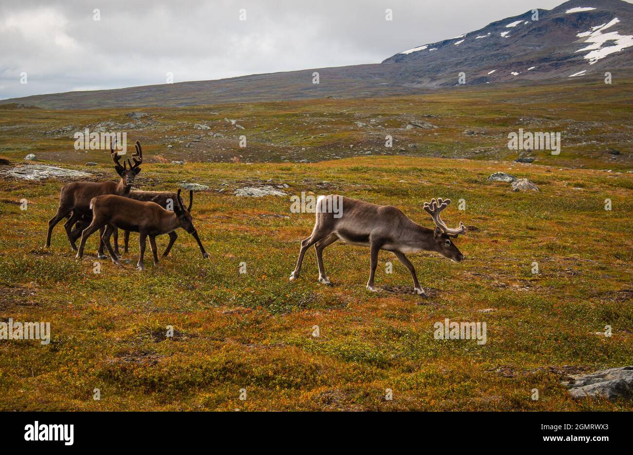 Reindeers in Swedish Lapland along Kungsleden trail between Hemavan and Ammarnas, near the Syter cottage, August. Stock Photo