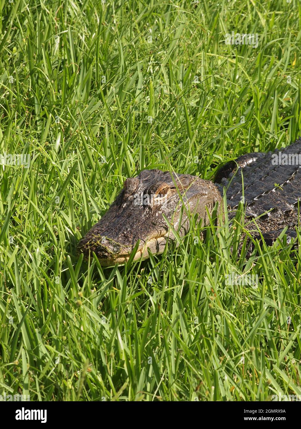 American alligator in a Florida pond. The scientific name of this alligator is Alligator