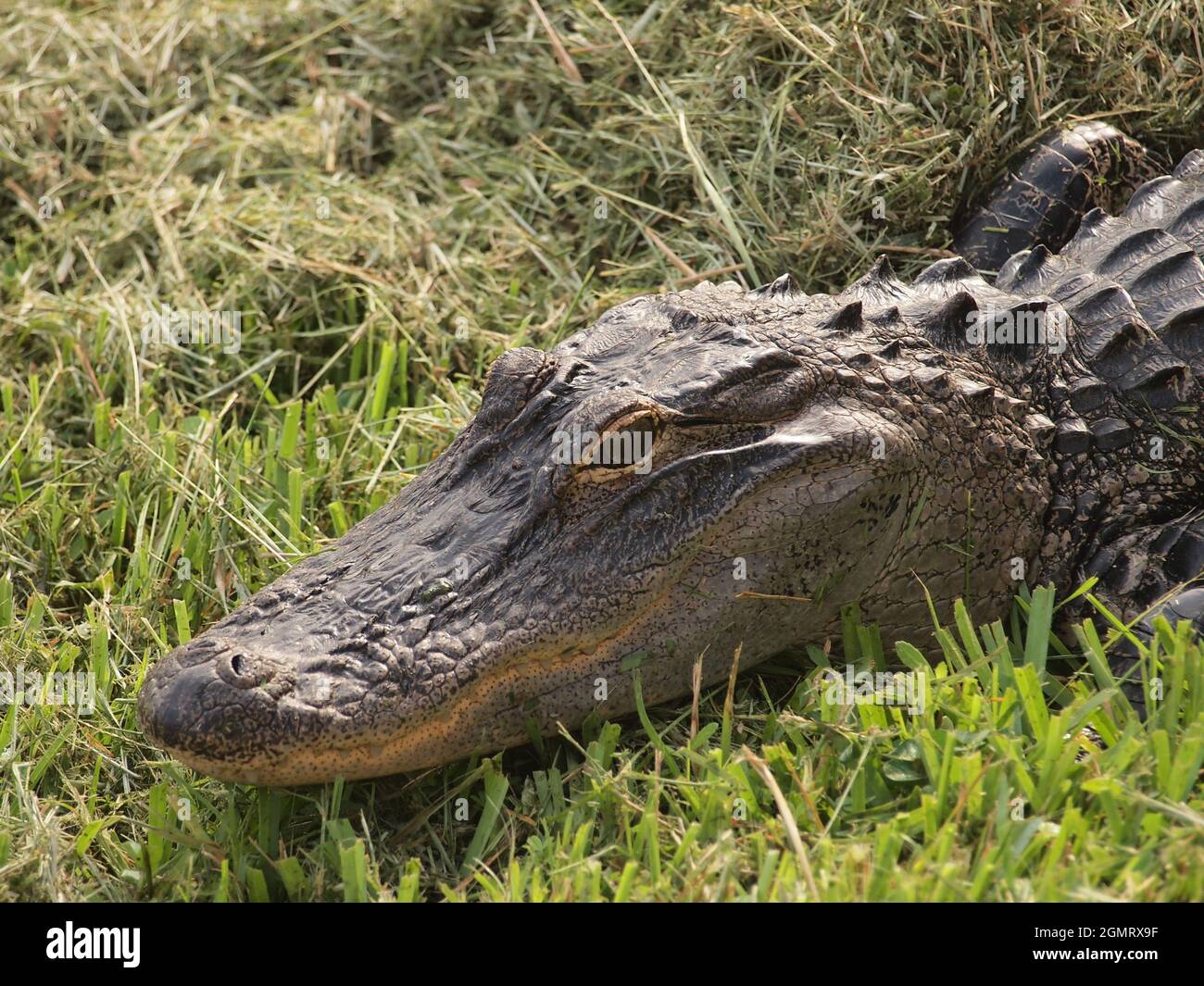 American alligator in a Florida pond. The scientific name of this alligator is Alligator