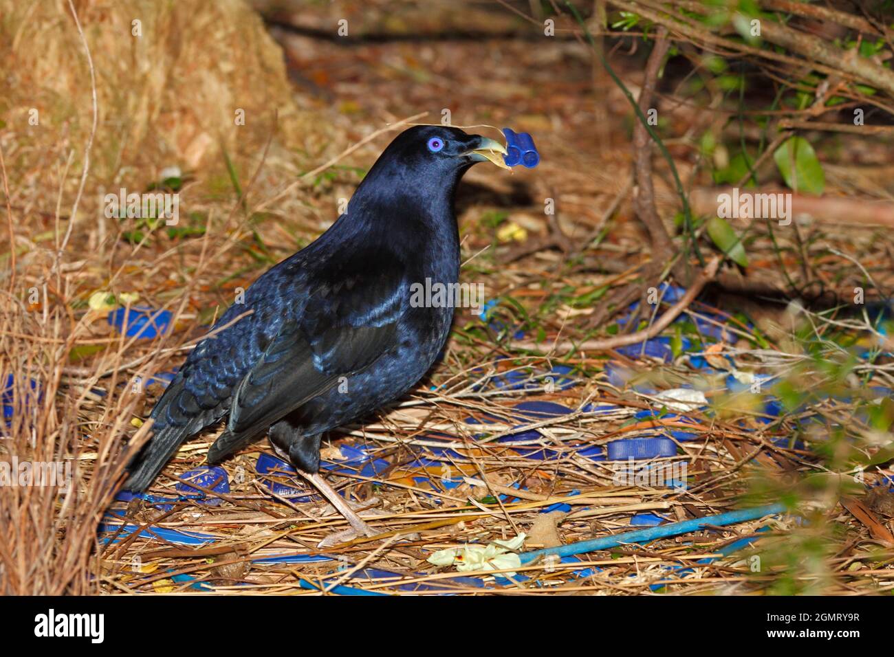 Male Satin Bowerbird, Ptilonorhynchus violaceus, standing beside his bower with yellow and blue objects in his beak as he dispays for a nearby female. Stock Photo