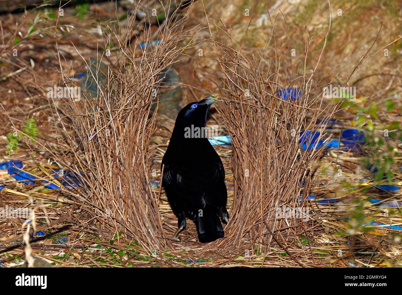 Black bird nest building hi-res stock photography and images - Alamy