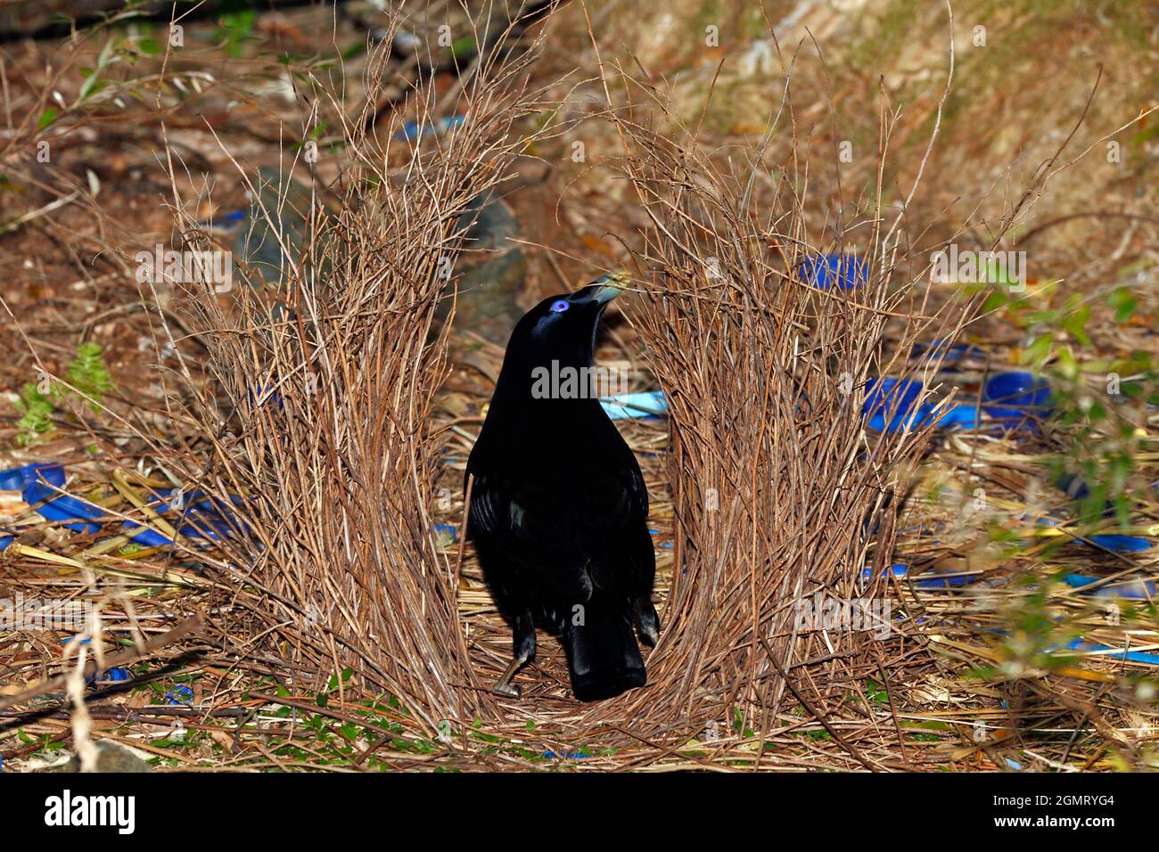 Male Satin Bowerbird, Ptilonorhynchus violaceus, building his bower. These birds use a bower made of sticks, decorated with blue and yellow objects, Stock Photo