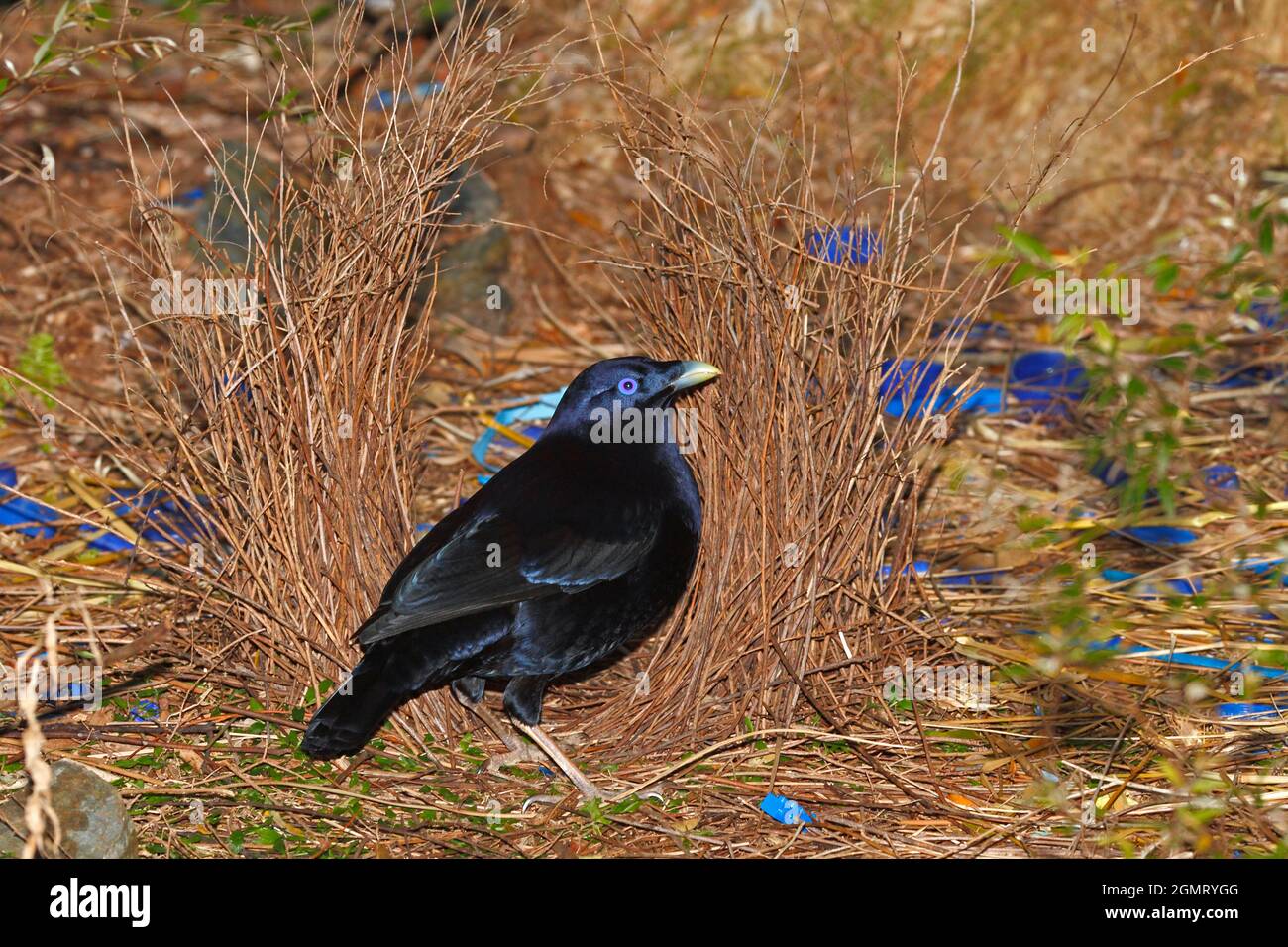Male Satin Bowerbird, Ptilonorhynchus violaceus, standing in front of his bower.These birds use a bower made of sticks, decorated with blue and yellow Stock Photo