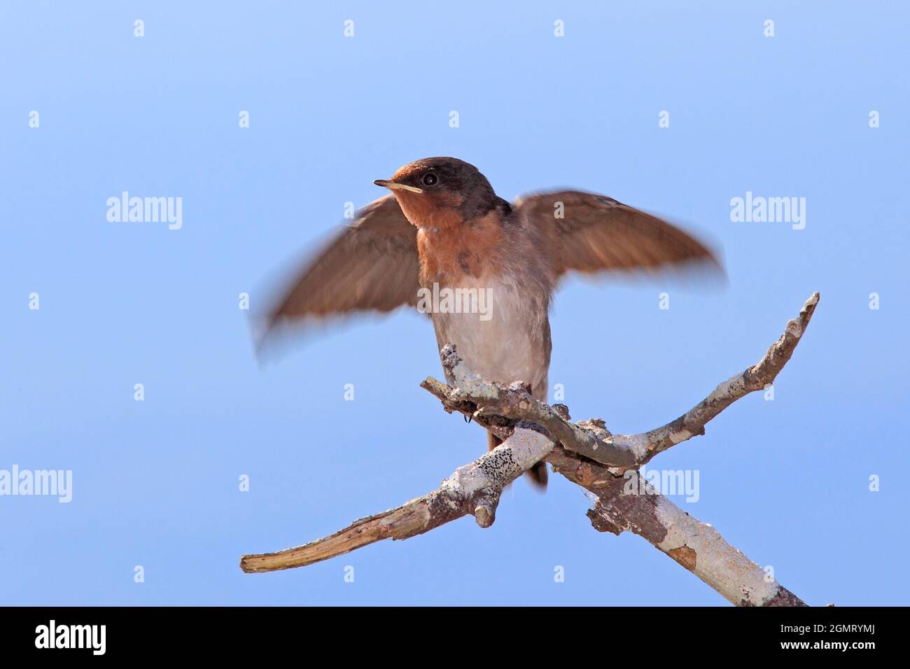Welcome Swallow, Hirundo neoxena. Chick flapping wings to attract a parent to provide food. Coffs Harbour, NSW, Australia Stock Photo