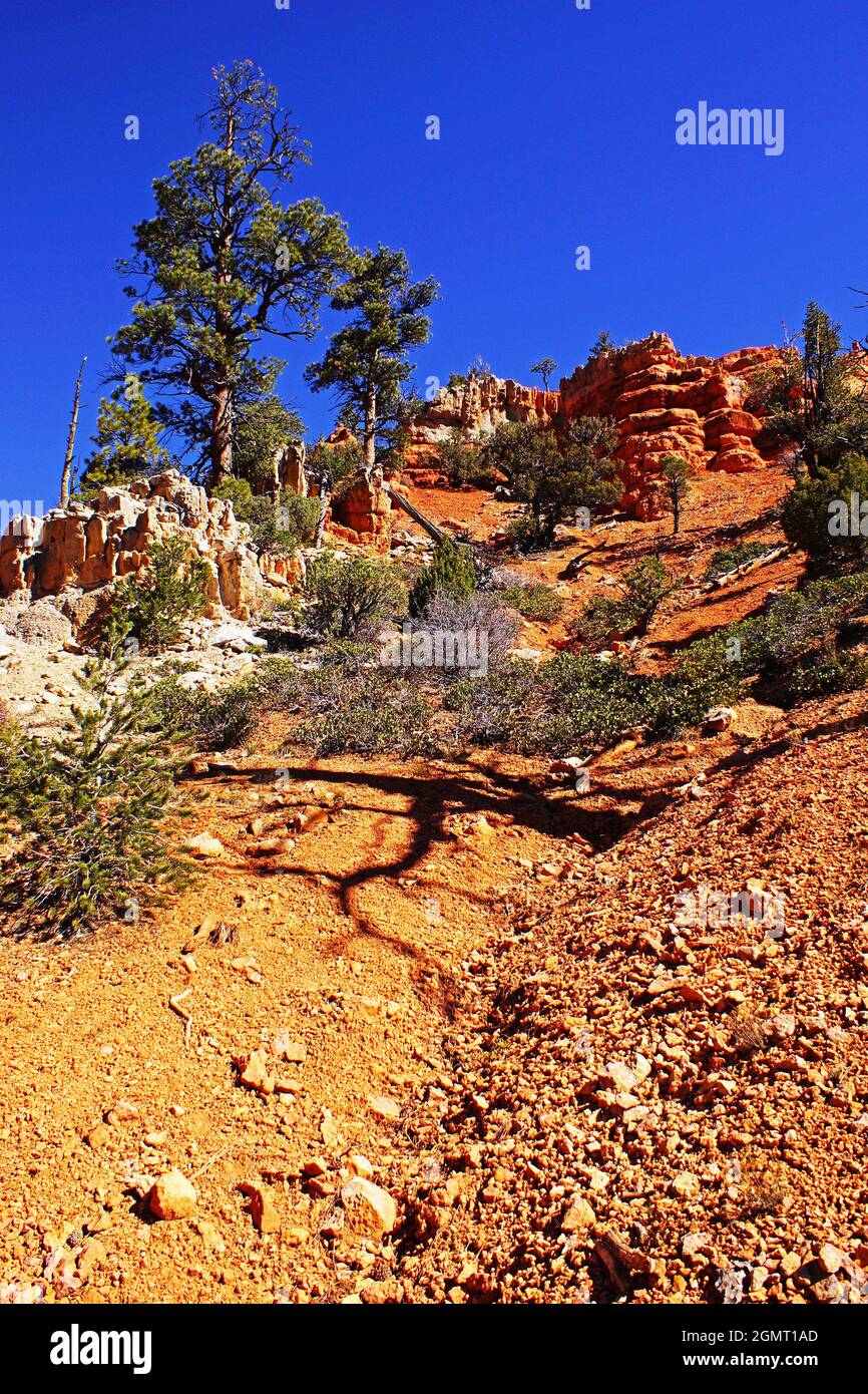 Red Canyon along Highway 12 near Bryce Canyon National Park, Dixie National Forest, Utah, USA, North America Stock Photo