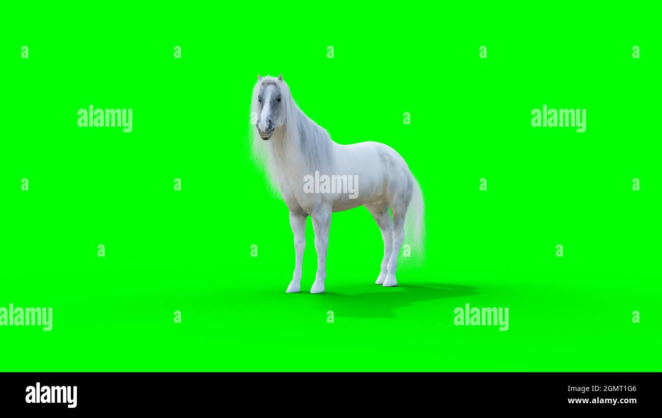 Standing white horse. Green screen. 3d rendering Stock Photo Alamy