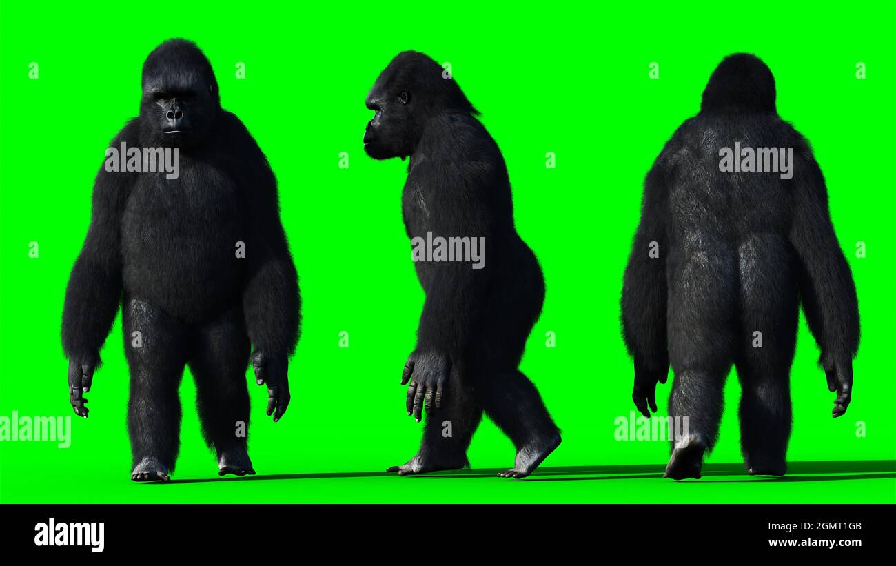https://c8.alamy.com/comp/2GMT1GB/funny-gorilla-realistic-fur-green-screen-3d-rendering-2GMT1GB.jpg
