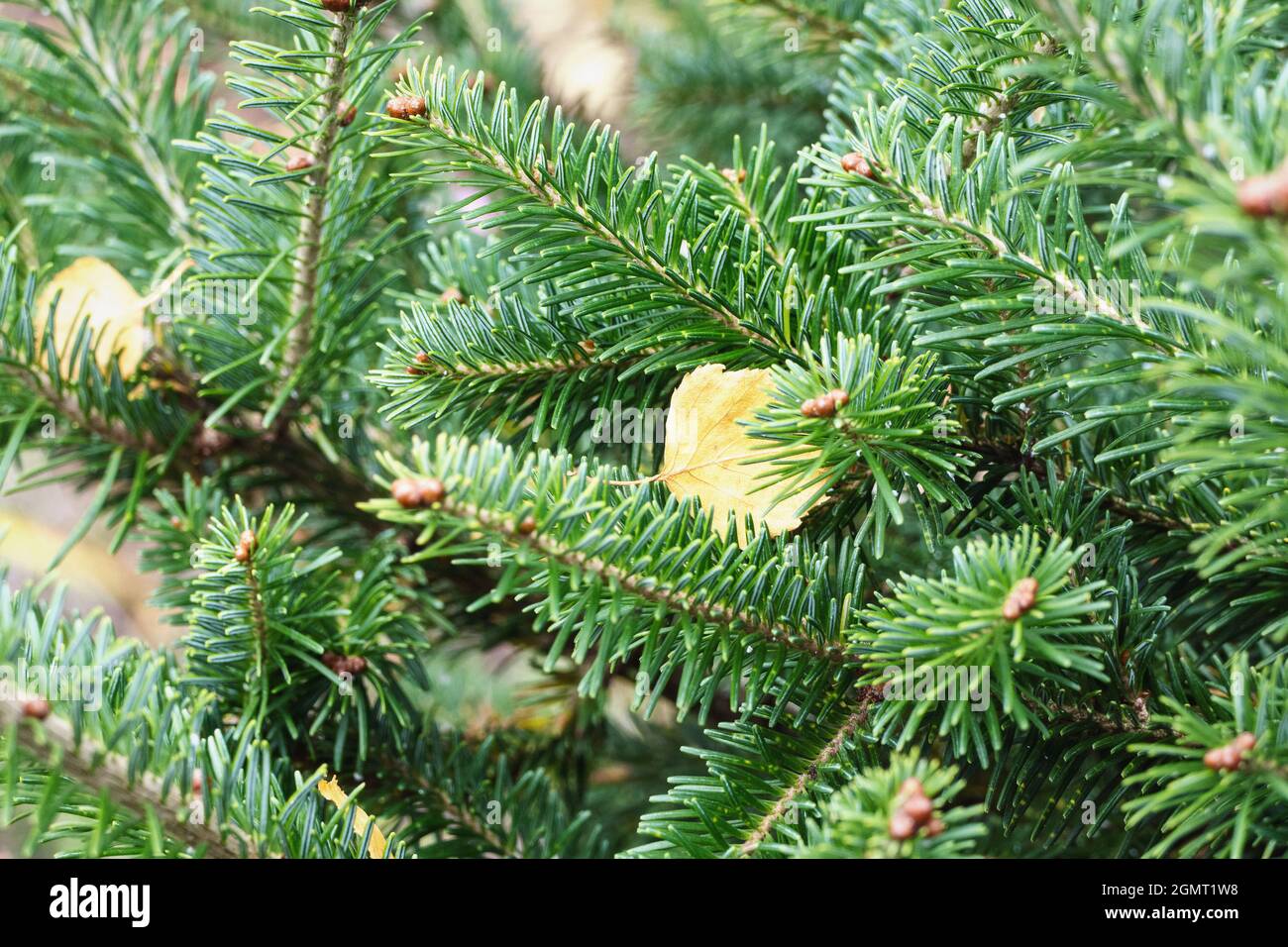 Spruce tree branches in autumn forest, closeup Stock Photo
