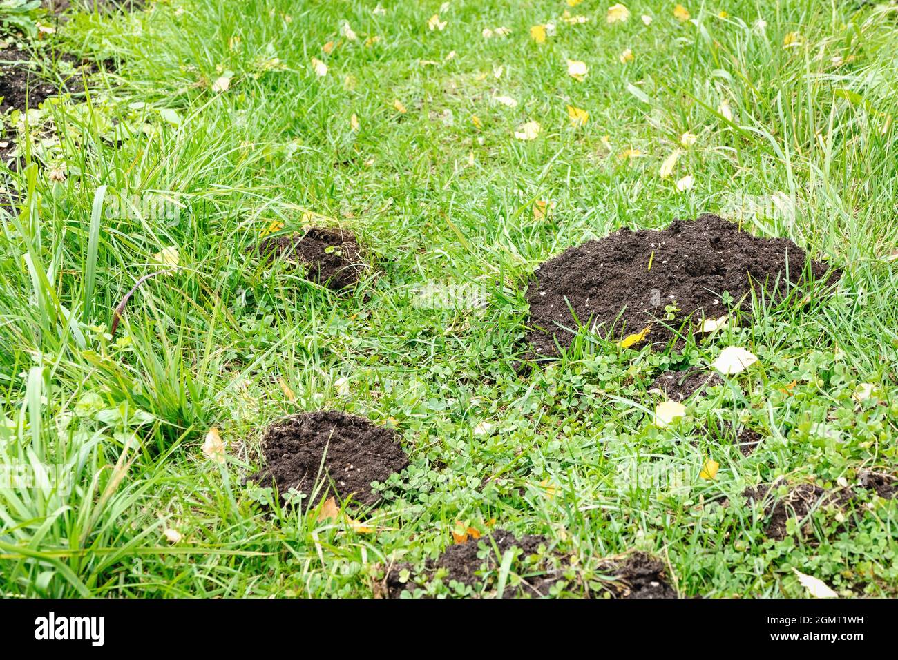 Mole holes in the yard, lawn damaged by moles Stock Photo Alamy