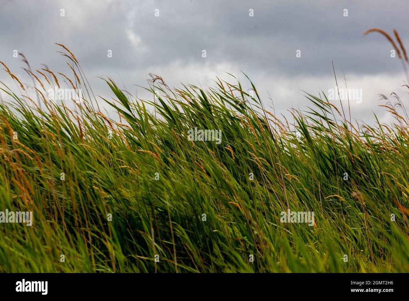 Wind Blowing Reeds Green grass blowing in hi-res stock photography and images - Alamy