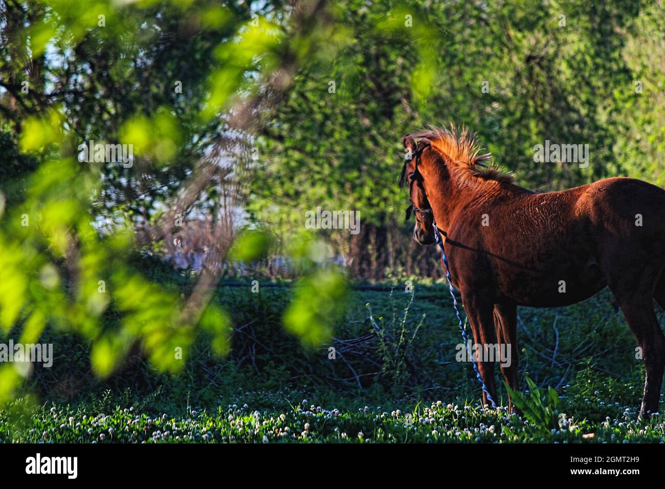 Beautiful brown horse in a fresh green field Stock Photo - Alamy