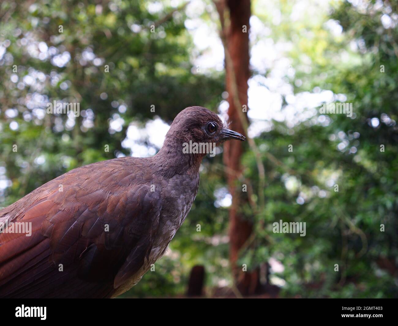 Exotic elegant male Superb Lyrebird in natural beauty. Stock Photo
