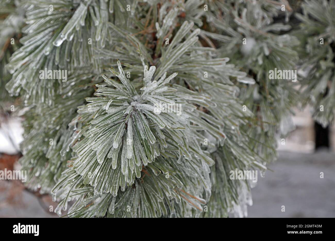 Frozen pine tree branch Toledo, Ohio Stock Photo Alamy