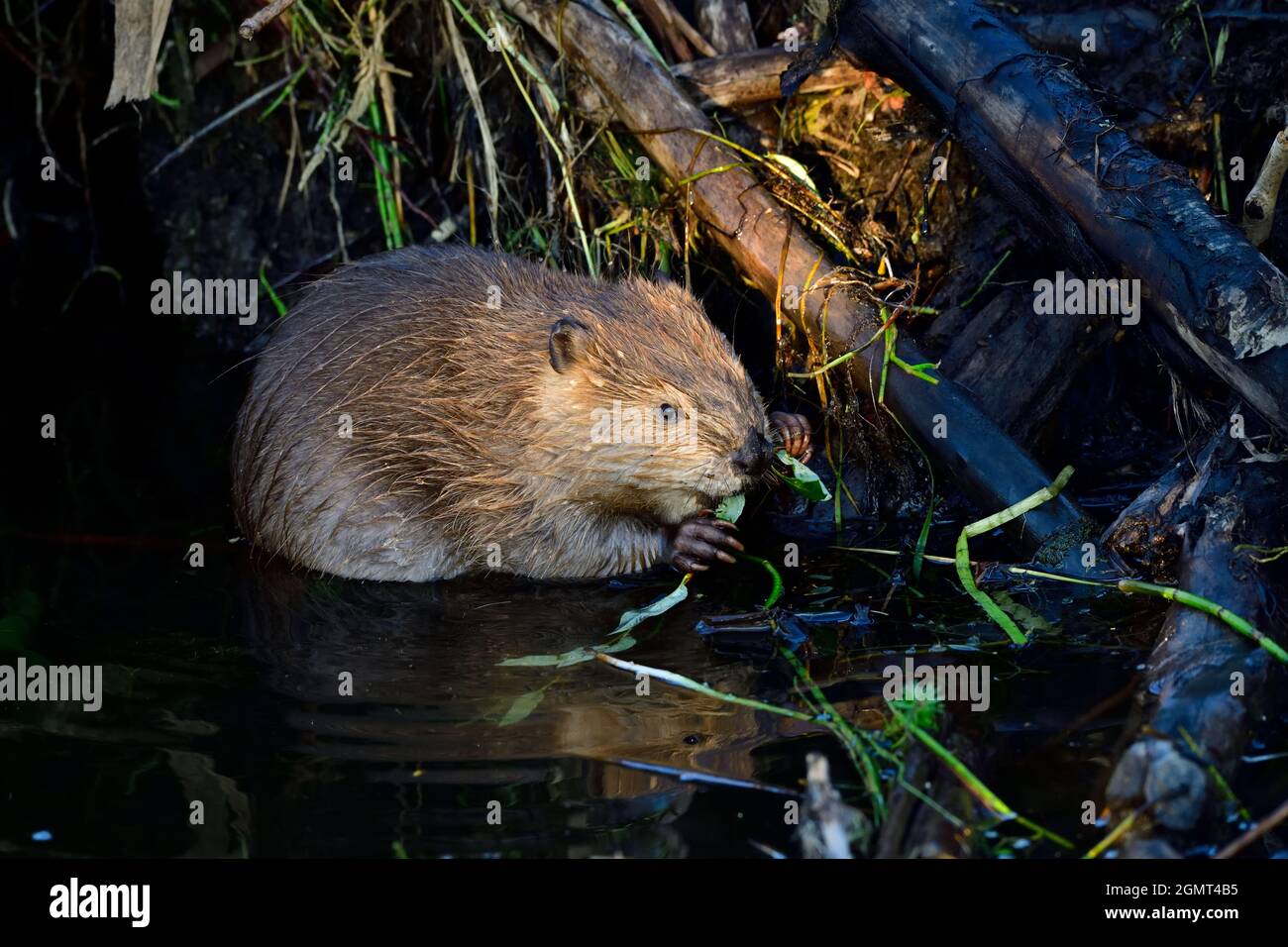 A baby beaver "Castor canadensis", feeding on some green leaves and