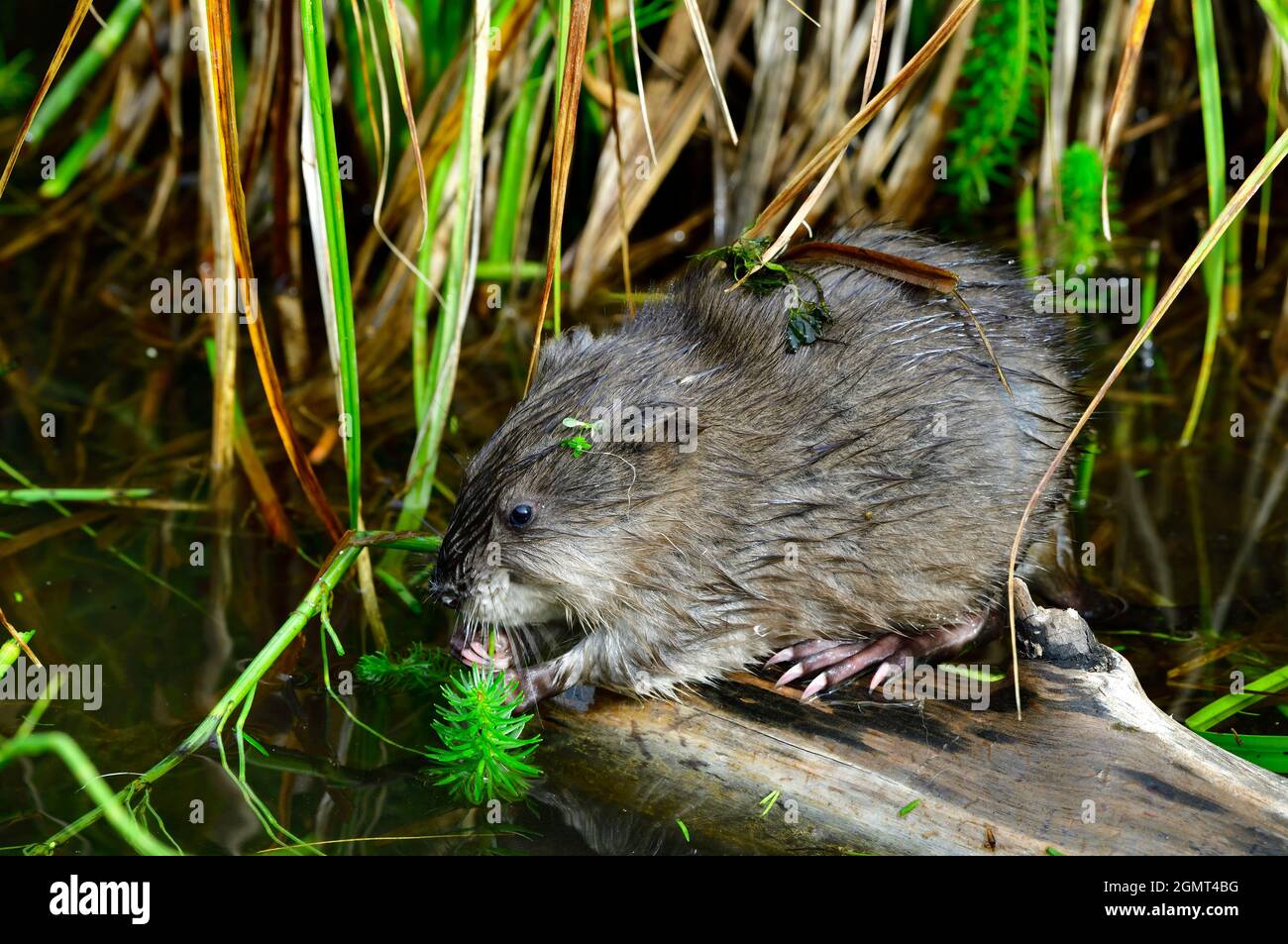 A baby muskrats 'Ondatra zibethicus', foraging along the edge of a beaver pond in rural Alberta Canada. Stock Photo