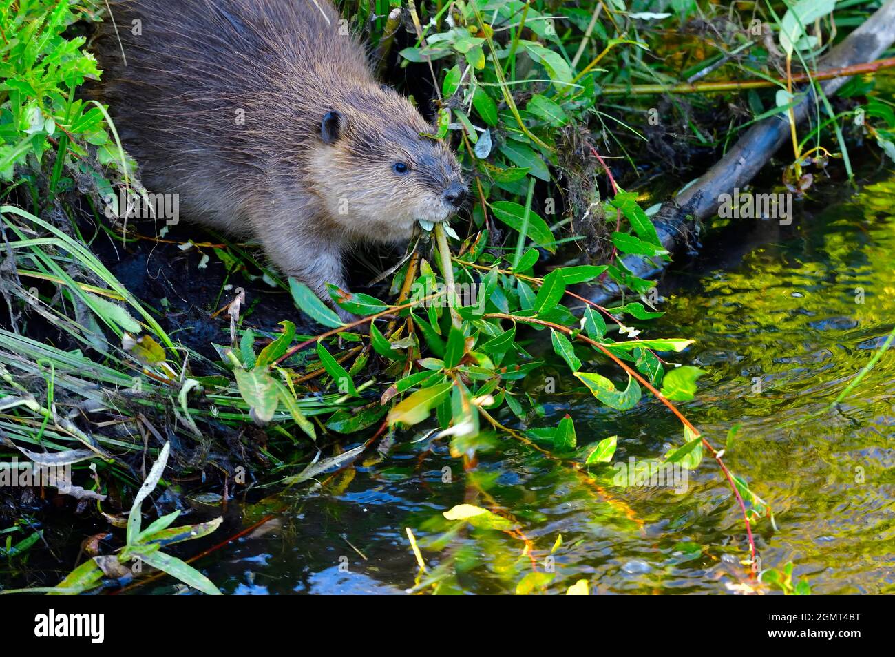 A baby beaver 'Castor canadensis', feeding on some green leaves and grasses at his beaver dam home in rural Alberta Canada. Stock Photo