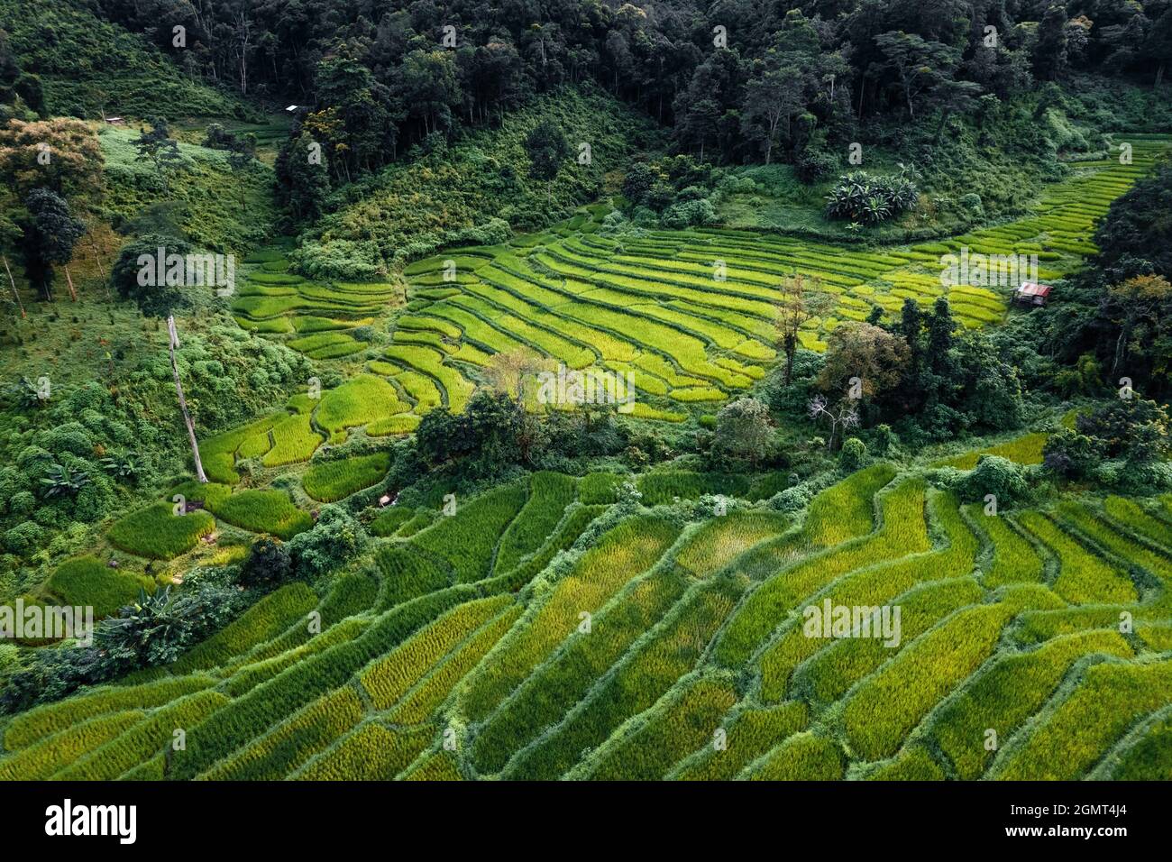 Green rice fields in the rainy season In the countryside Stock Photo ...