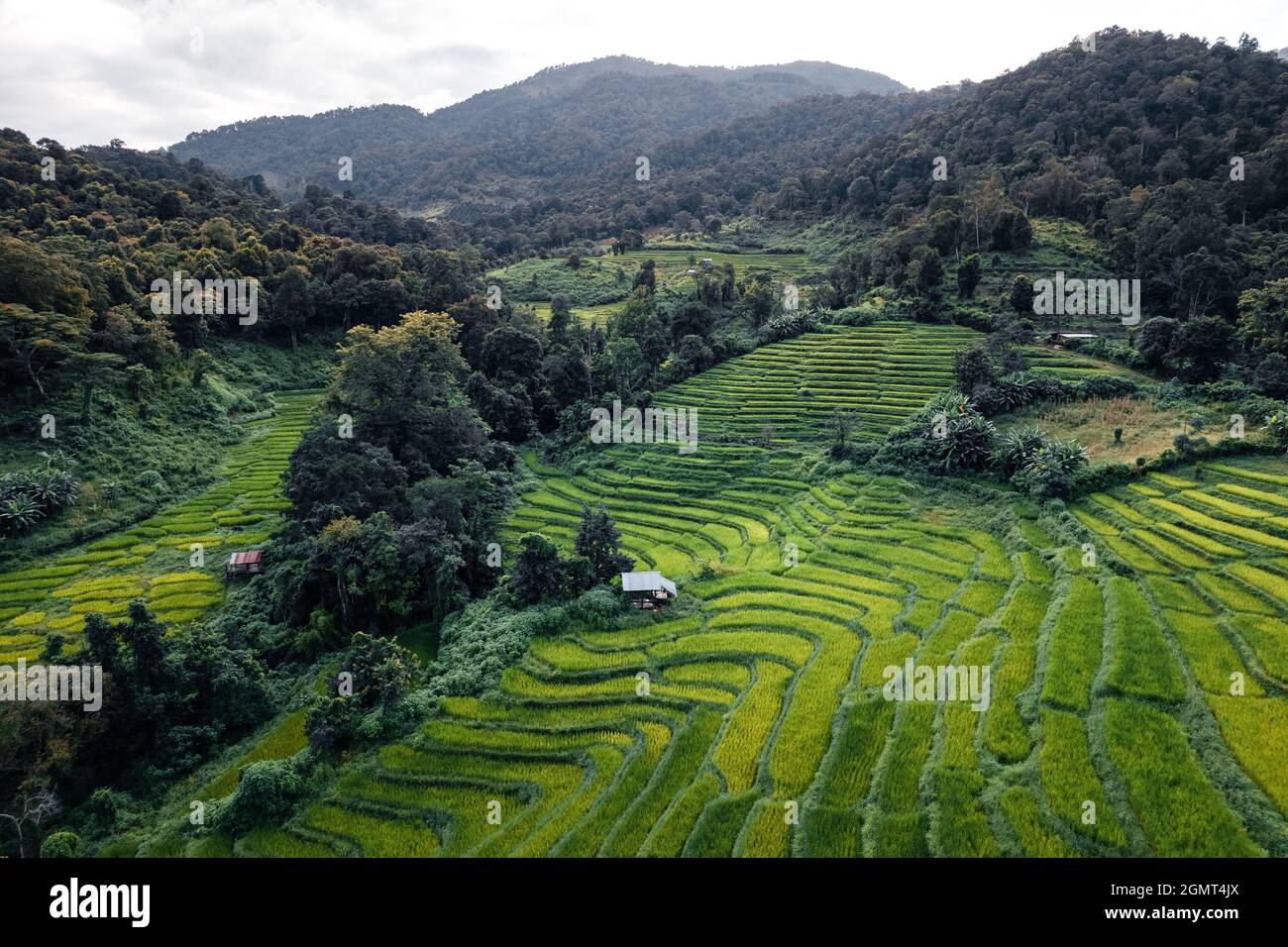 Green rice fields in the rainy season In the countryside Stock Photo ...