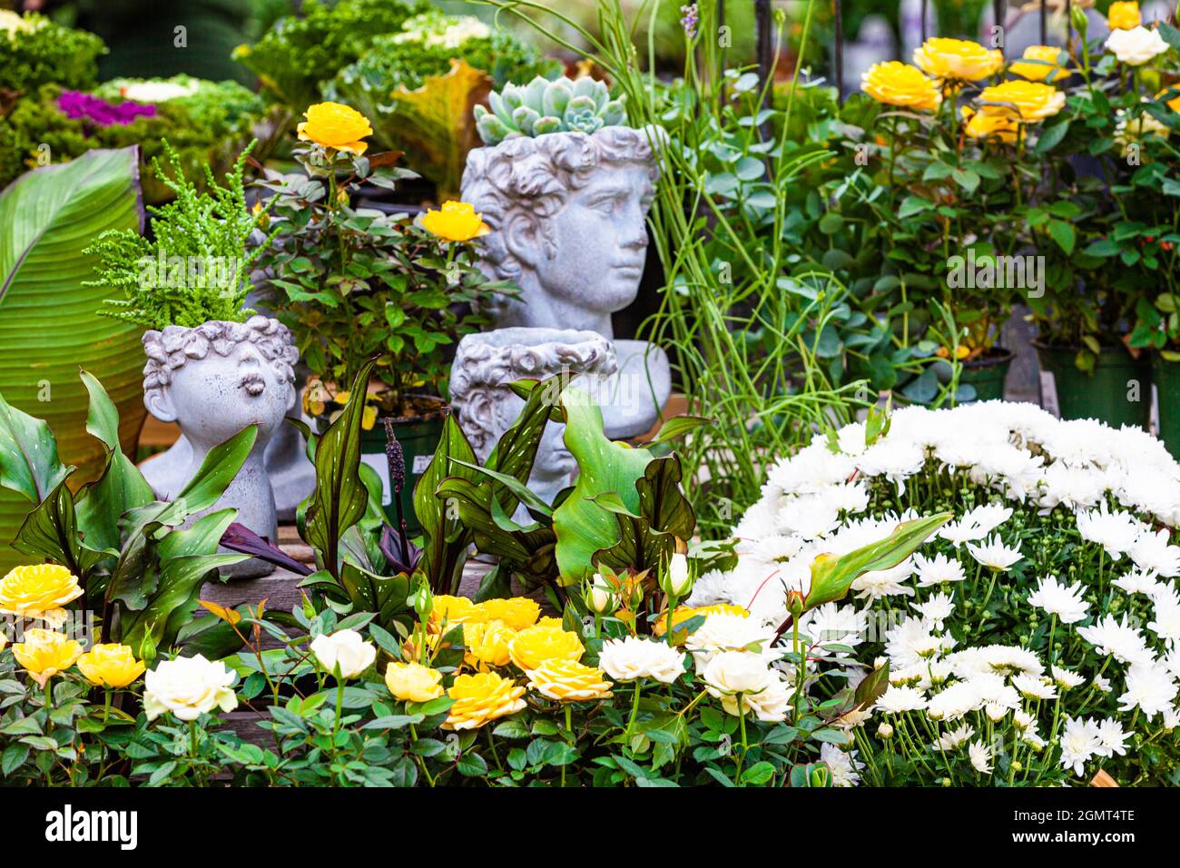 Roses display garden centre hi-res stock photography and images - Alamy