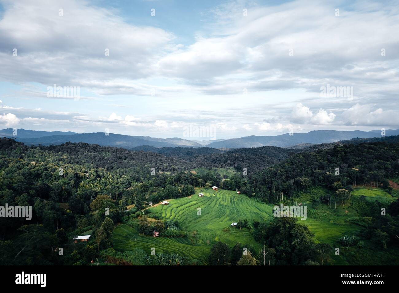 Green rice fields in the rainy season In the countryside Stock Photo ...