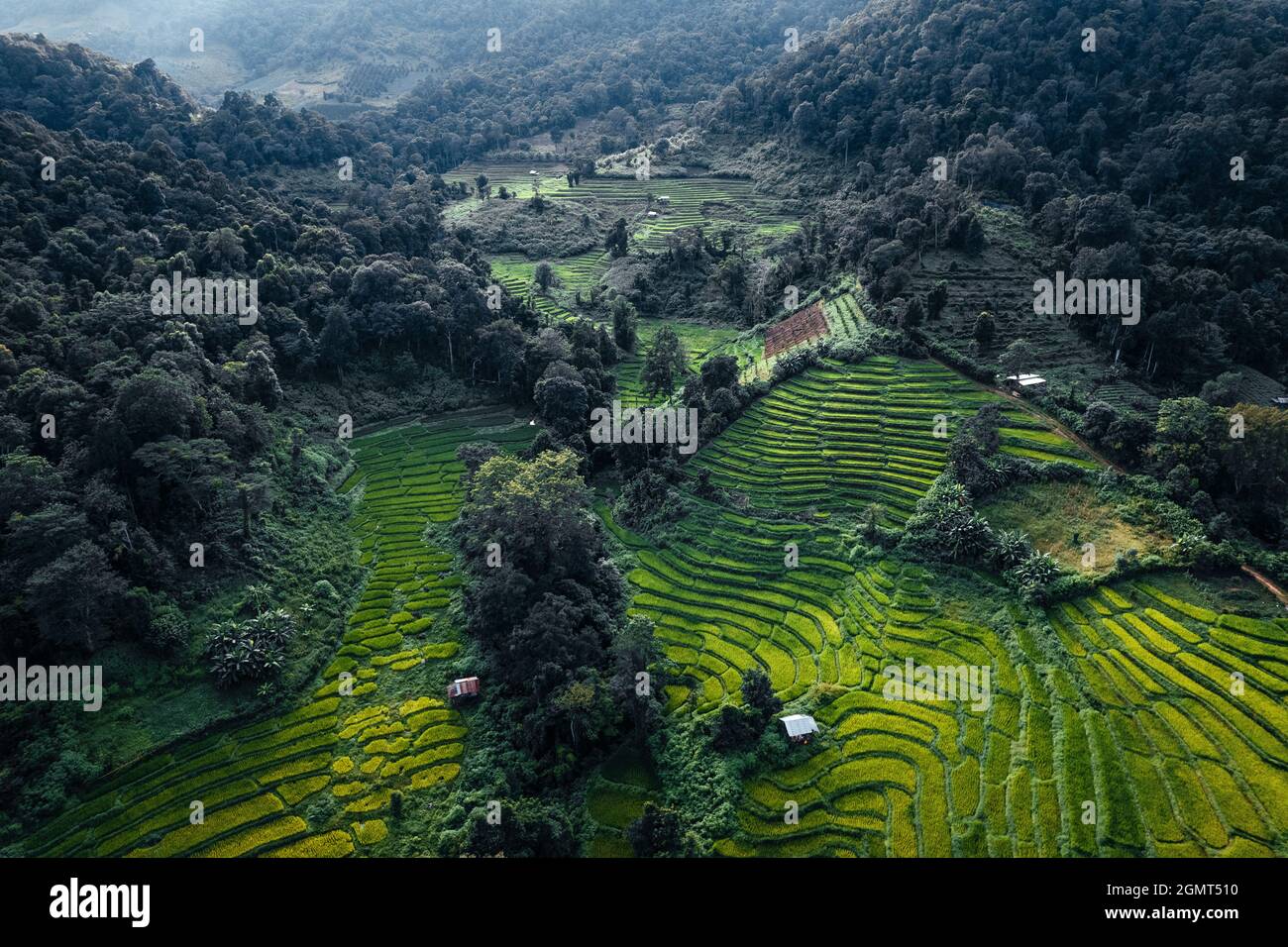 Green rice fields in the rainy season In the countryside Stock Photo ...
