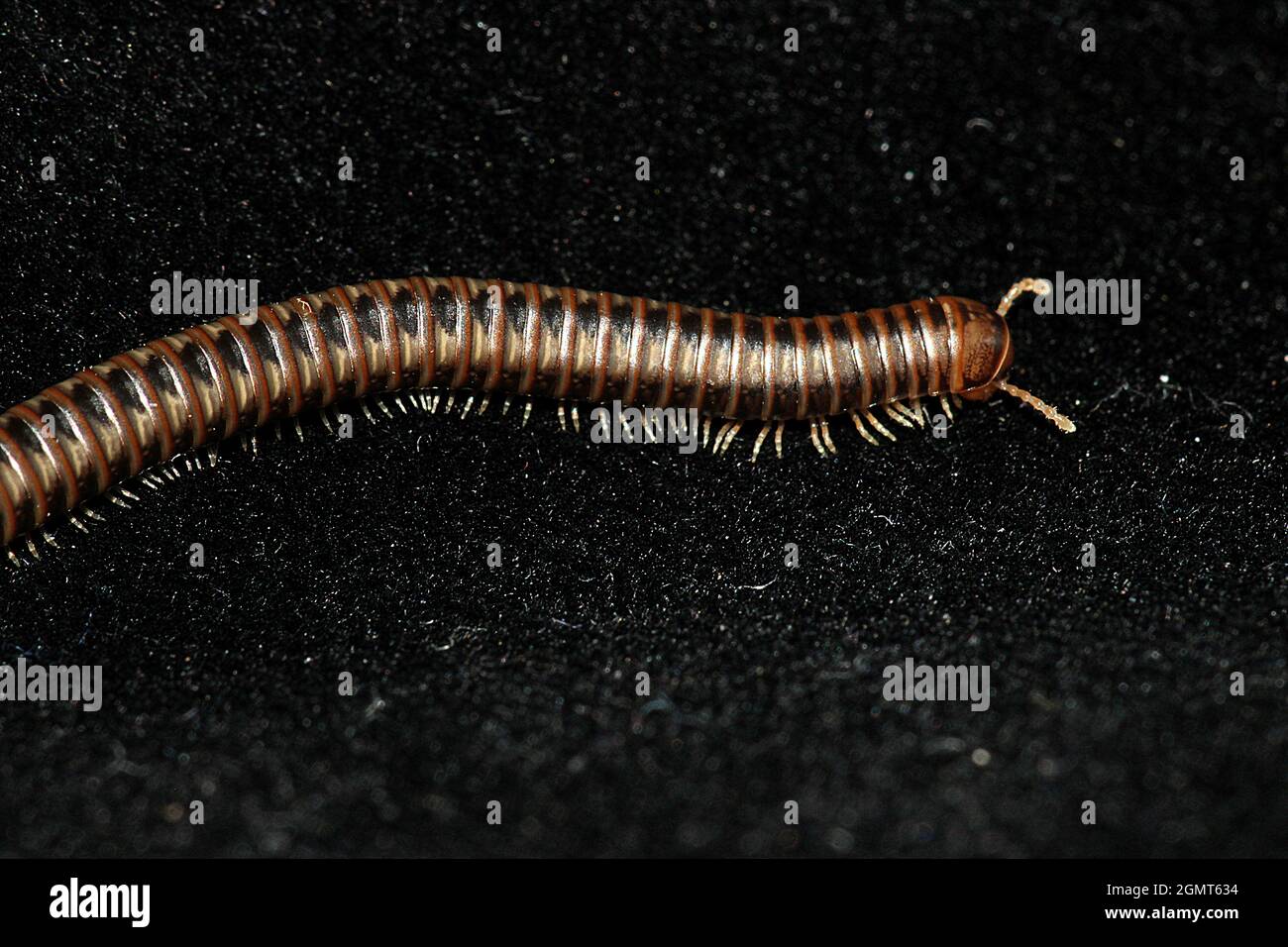 Millipede (Diplopoda) Stock Photo