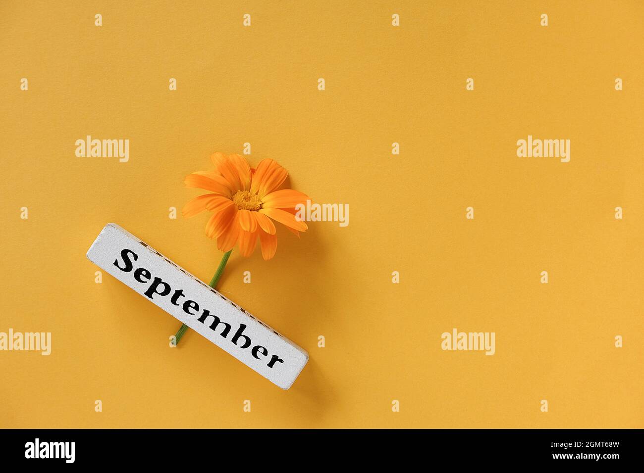 One orange calendula flower and calendar autumn month September on yellow background. Top view Copy space Flat lay Minimal style. Concept Hello Septem Stock Photo