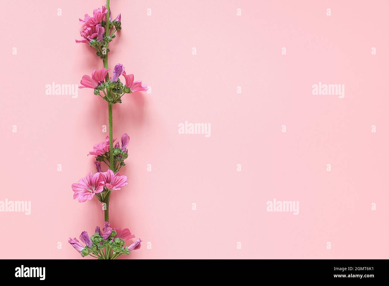 Border of branch with purple flowers on pink background with copy space for text. Top view Flat lay Template for your design, invitation, postcard. Stock Photo