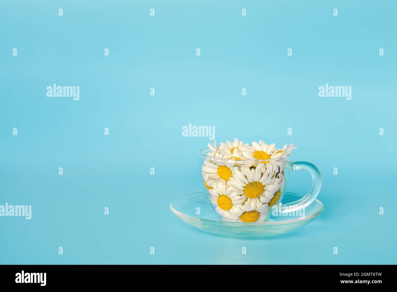 Chamomile flowers in transparent glass cup on saucer on blue background ...