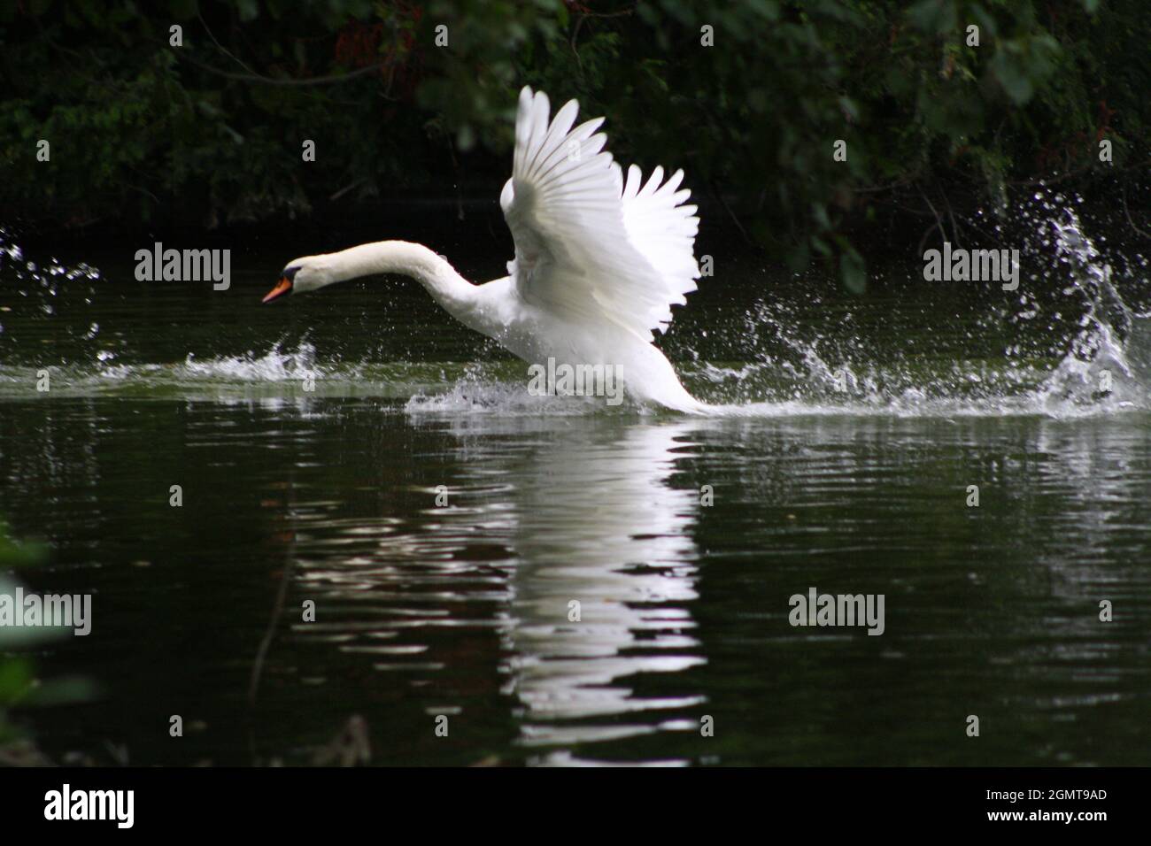 Angry Swan (Cygnus) Stock Photo