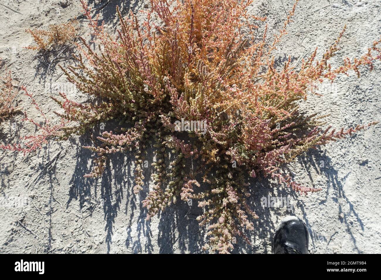 Hawthorne NV alkali lake area Stock Photo Alamy