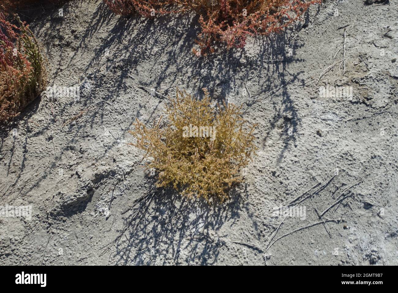 Hawthorne NV alkali lake area Stock Photo Alamy