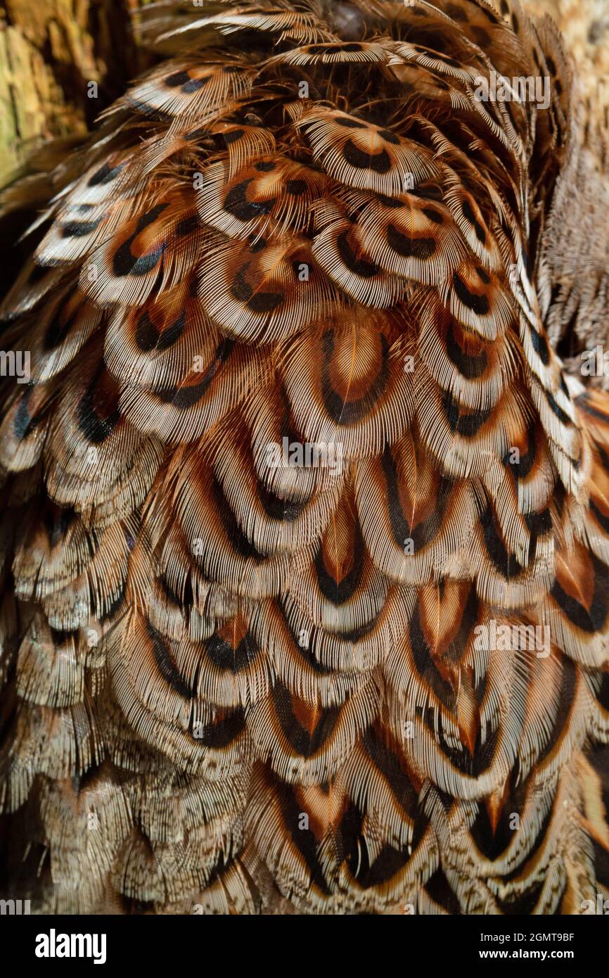 Pheasant (Phasianus colchis). Plumage. Close up. Overlapping hackle, contour, nape, neck, left side, feathers. Head end top or above.. Cryptic, for ca Stock Photo