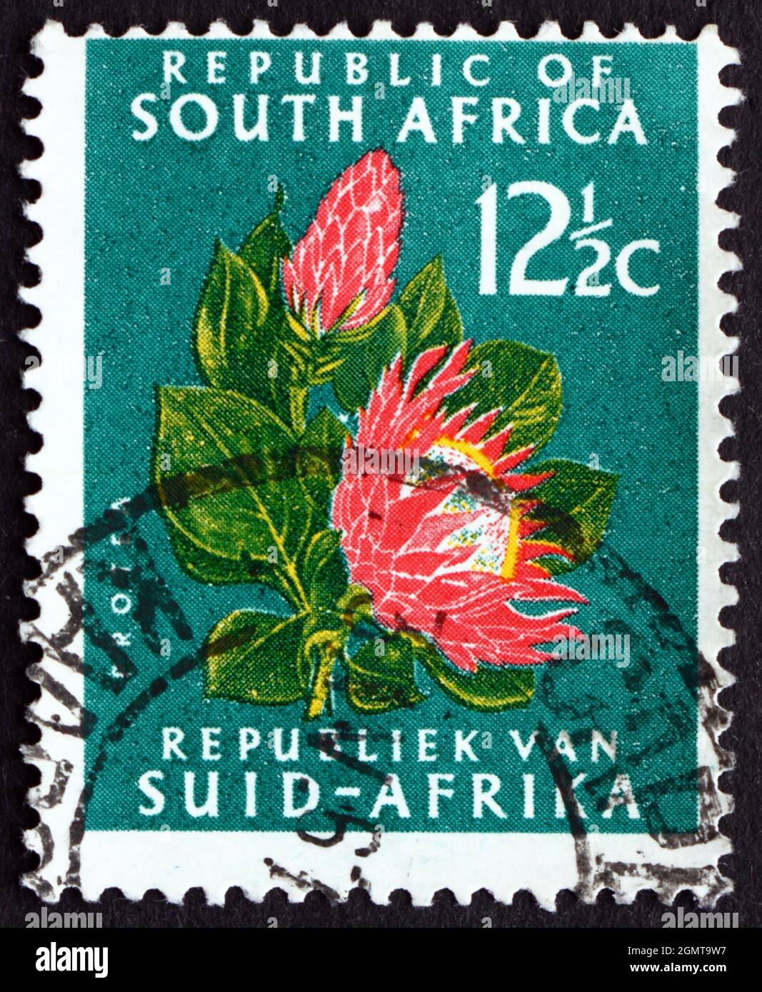 SOUTH AFRICA CIRCA 1961 a stamp printed in South Africa shows Protea