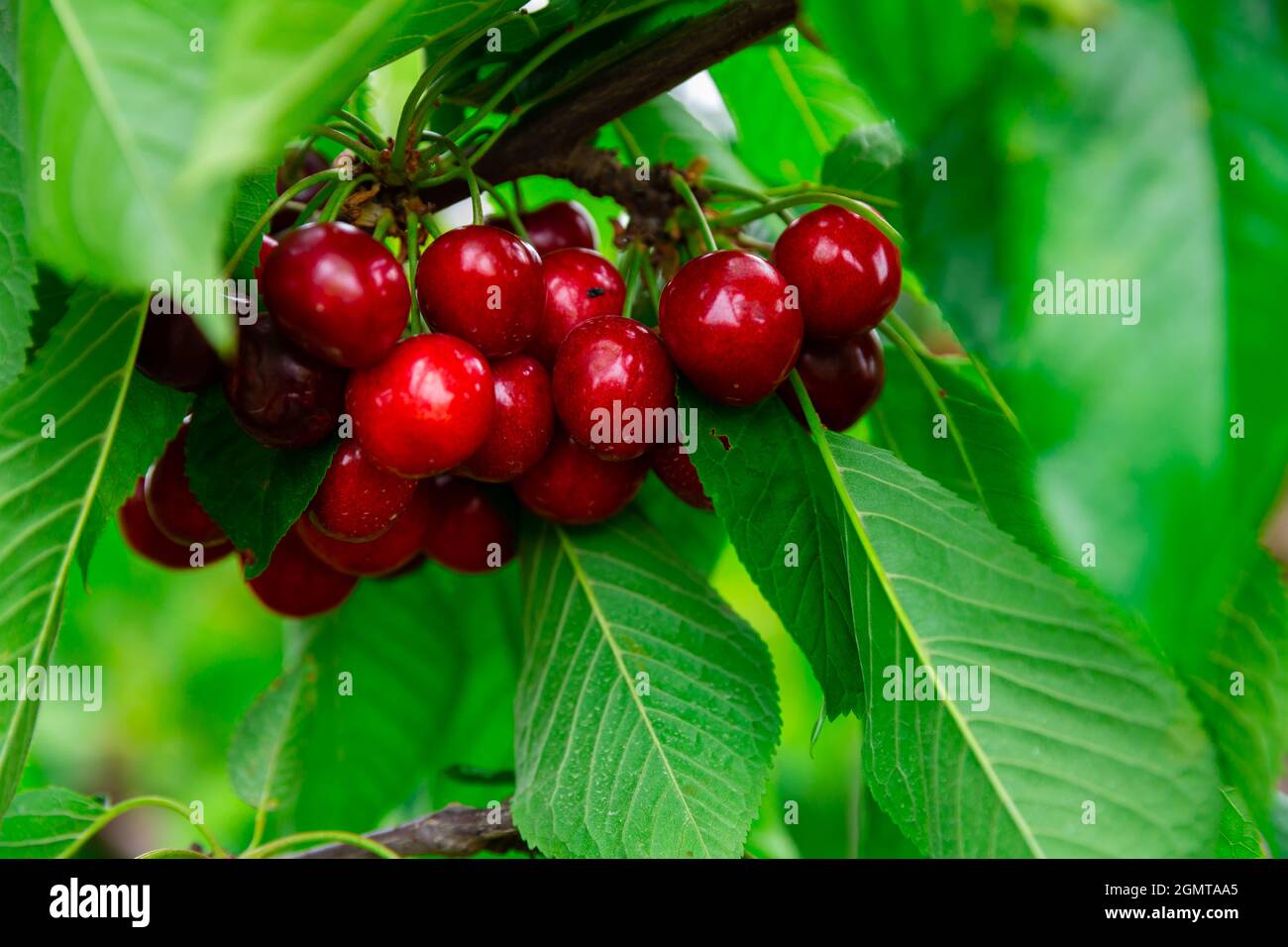 Red cherries growing on cherry tree Stock Photo Alamy