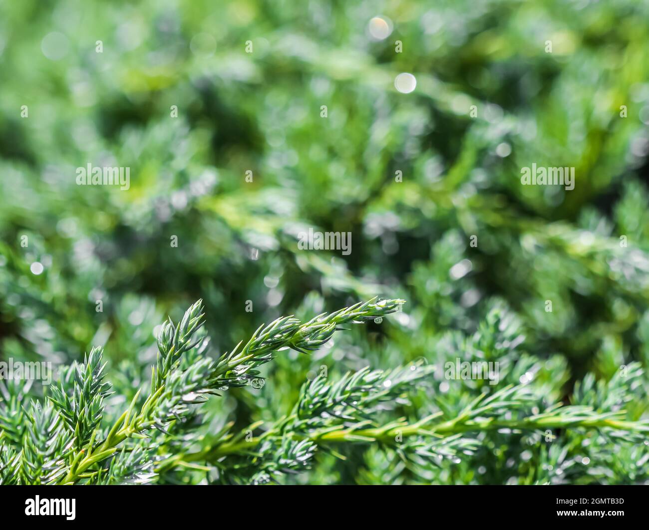 Texture, background, pattern of green branches of decorative coniferous evergreen juniper with rain drops. Bokeh with light reflection. Natural backdrop Stock Photo