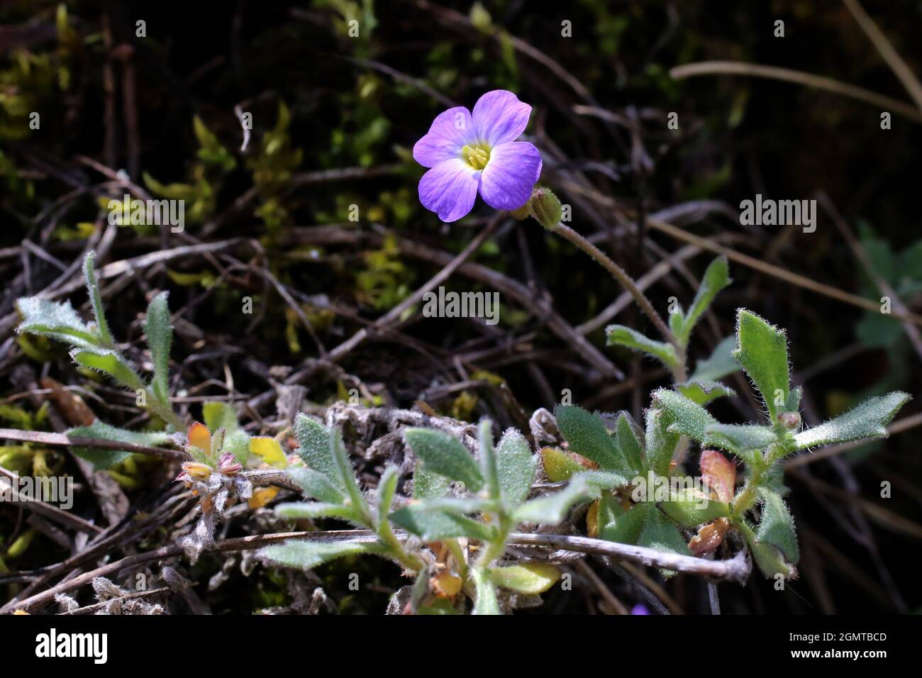 Aubrieta columnae subsp. pirinica, Brassicaceae. Wild plant shot in spring. Stock Photo