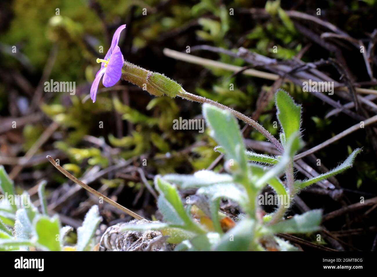 Aubrieta columnae subsp. pirinica, Brassicaceae. Wild plant shot in spring. Stock Photo