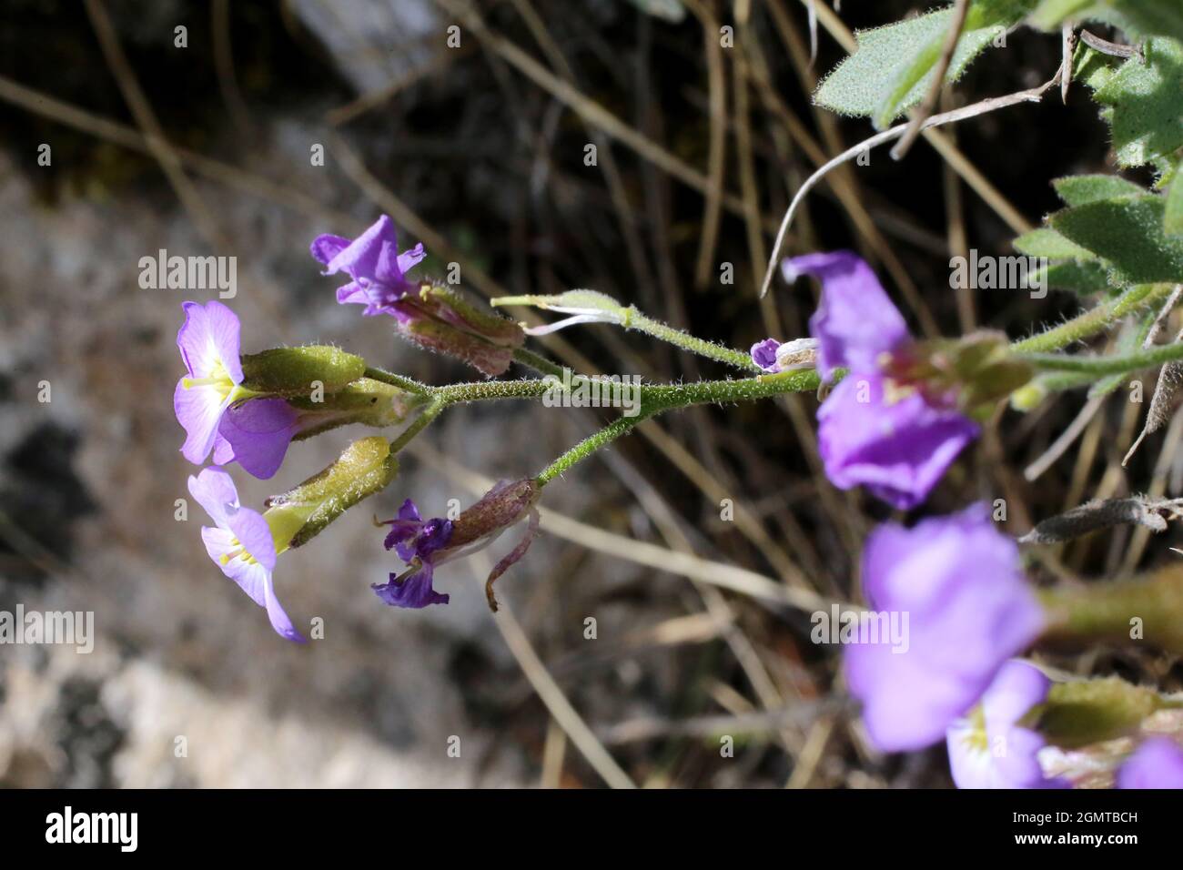 Aubrieta columnae subsp. pirinica, Brassicaceae. Wild plant shot in spring. Stock Photo