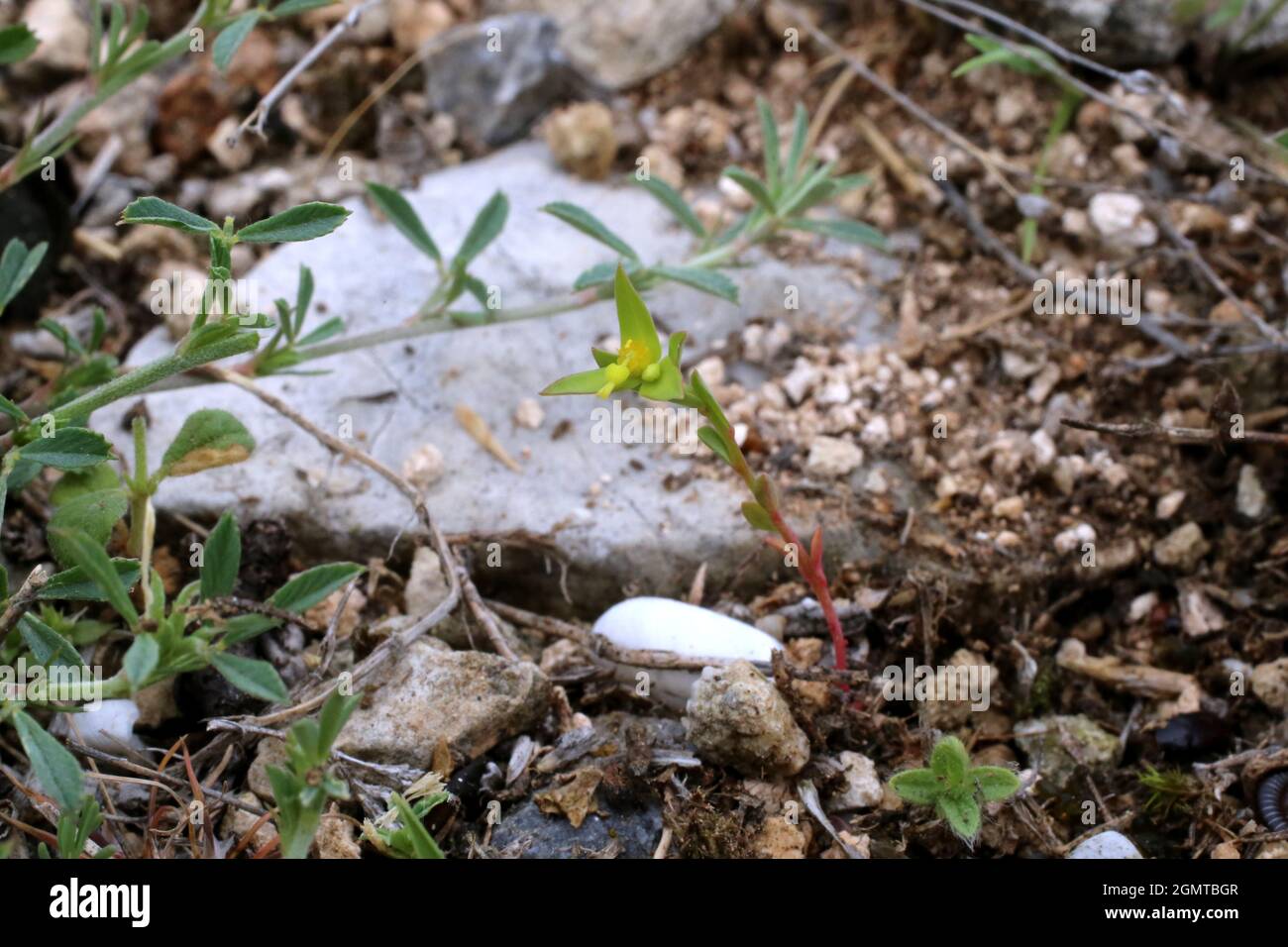 Euphorbia taurinensis, Euphorbiaceae. Wild plant shot in spring. Stock Photo